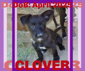 Mutt Dogs for adoption in Sebec, ME, USA