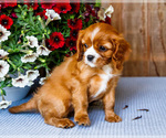 Small #8 Cavalier King Charles Spaniel