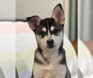 Siberian Husky Dogs for adoption in Matawan, NJ, USA