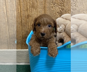 Goldendoodle (Miniature) Puppy for Sale in BULLARD, Texas USA