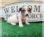 Small Photo #2 French Bullhuahua Puppy For Sale in CARTHAGE, TX, USA