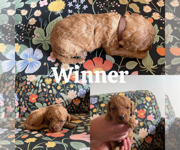 Medium Photo #15 Goldendoodle (Miniature) Puppy For Sale in NASHVILLE, TN, USA