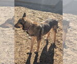 Small #1 Shollie