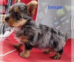 Small #7 Yorkshire Terrier
