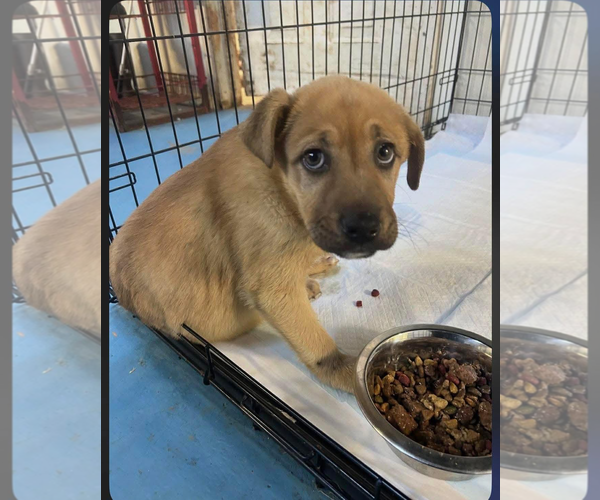 Medium Photo #3 Labrador Retriever-Unknown Mix Puppy For Sale in Royal Palm Beach, FL, USA