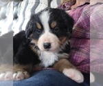 Small #7 Bernese Mountain Dog