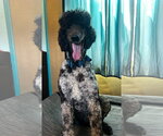 Small #12 Poodle (Standard)