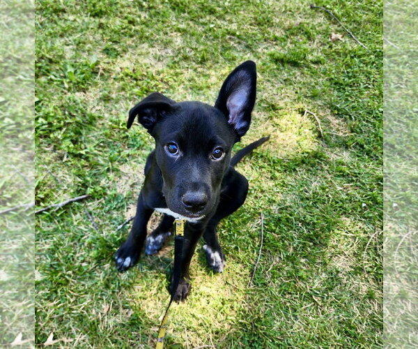 Medium Photo #5 Labsky Puppy For Sale in Hillsboro, MO, USA