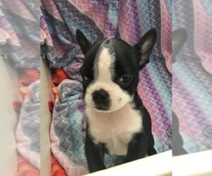 Boston Terrier Puppy for sale in BEND, OR, USA