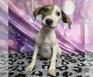 Doberman Pinscher-Pointer Mix Dogs for adoption in Lakewood, CO, USA