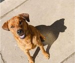 Small Coonhound Mix