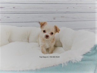 Chihuahua Puppy for sale in LA MIRADA, CA, USA