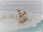 Small Photo #1 Chihuahua Puppy For Sale in LA MIRADA, CA, USA
