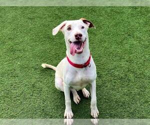 Labrador Retriever-Unknown Mix Dogs for adoption in Orange, CA, USA