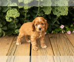 Small #18 Cocker Spaniel