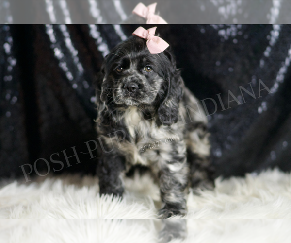 Medium Photo #29 Cocker Spaniel Puppy For Sale in WARSAW, IN, USA