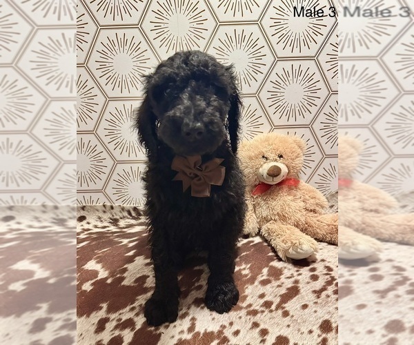 Medium Photo #3 Goldendoodle Puppy For Sale in KANSAS CITY, MO, USA