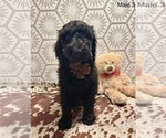 Small #2 Goldendoodle