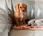Small Photo #2 Cavalier King Charles Spaniel Puppy For Sale in LOCKPORT, IL, USA