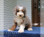 Small #2 Bernedoodle (Miniature)