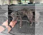 Small #3 Labrador Retriever Mix