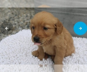 Golden Retriever Puppy for sale in FITCHBURG, MA, USA