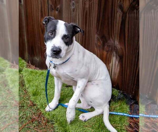 Medium Photo #5 Lab-Pointer Puppy For Sale in Kennesaw, GA, USA