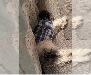 Father of the Cock-A-Poo puppies born on 07/05/2026