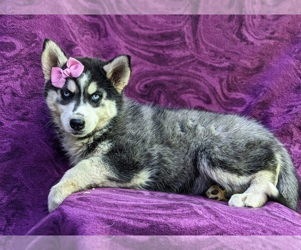 Medium Photo #4 Siberian Husky Puppy For Sale in QUARRYVILLE, PA, USA