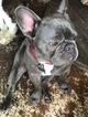 Small Photo #10 French Bulldog Puppy For Sale in GAINESVILLE, GA, USA