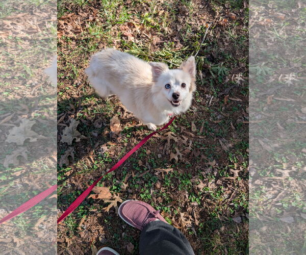 Medium Photo #2 Chiranian Puppy For Sale in Holly Springs, NC, USA