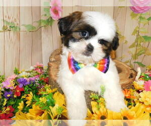 Shih Tzu Puppy for sale in HAMMOND, IN, USA