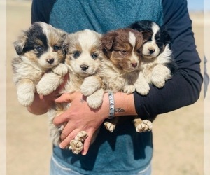 Miniature Australian Shepherd Puppy for Sale in COLORADO SPRINGS, Colorado USA