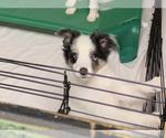 Small Photo #1 Shetland Sheepdog Puppy For Sale in HOT SPRINGS NATIONAL PARK, AR, USA