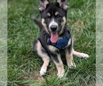 Small #3 Siberian Husky Mix