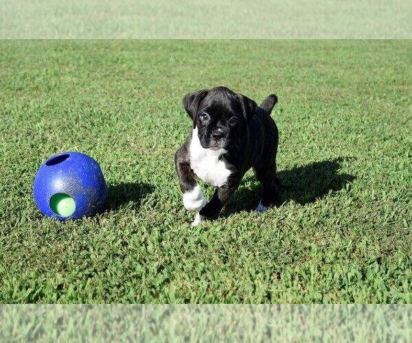 Medium Photo #9 Boxer Puppy For Sale in CHILHOWEE, MO, USA