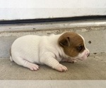 Small Photo #4 Jack Russell Terrier Puppy For Sale in FORT PIERCE, FL, USA