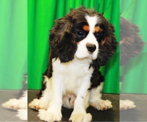 Father of the Cavalier King Charles Spaniel puppies born on 04/13/2022