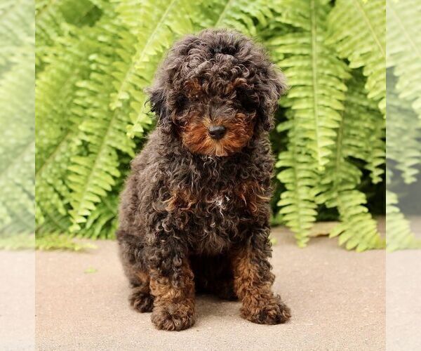 Medium Photo #1 Poodle (Miniature) Puppy For Sale in GORDONVILLE, PA, USA