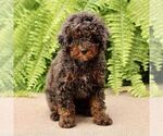 Image preview for Ad Listing. Nickname: Frankie