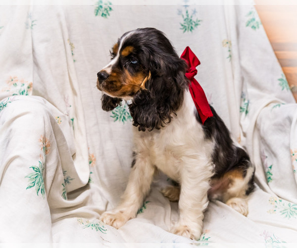 Medium Photo #4 Cocker Spaniel Puppy For Sale in WAKARUSA, IN, USA