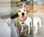 Small Dogo Argentino Mix