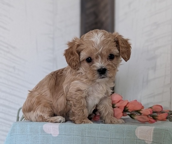 Medium Photo #34 Cockapoo (Toy) Puppy For Sale in GOSHEN, IN, USA