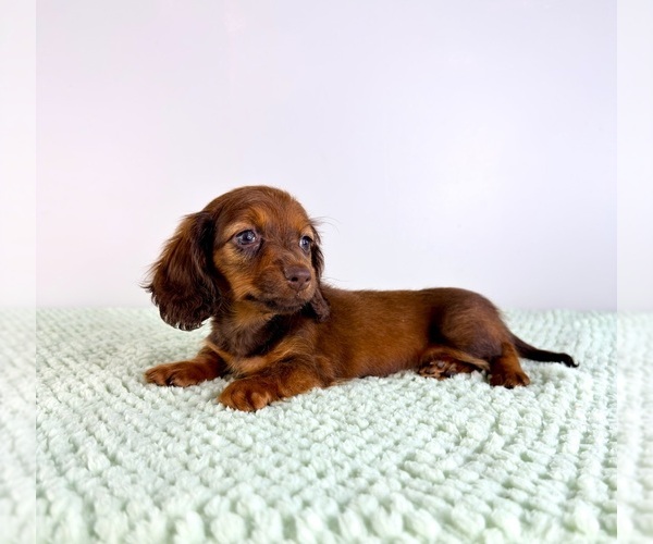 Medium Photo #3 Dachshund Puppy For Sale in GREENFIELD, IN, USA