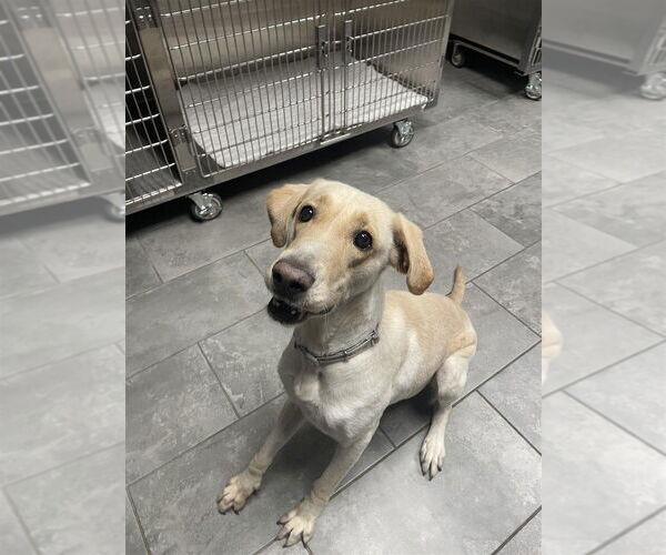 Medium Photo #2 Labrador Retriever-Unknown Mix Puppy For Sale in New York, NY, USA