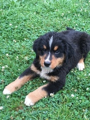 Bernese Mountain Dog Puppy for sale in FARMINGTON, PA, USA