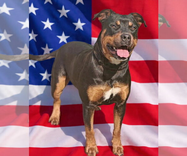 Medium Photo #6 Rottweiler-Unknown Mix Puppy For Sale in Talladega, AL, USA