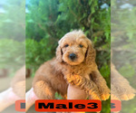 Small #26 Goldendoodle (Miniature)