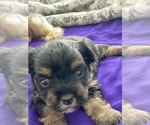 Small Photo #3 Yorkshire Terrier Puppy For Sale in P C BEACH, FL, USA