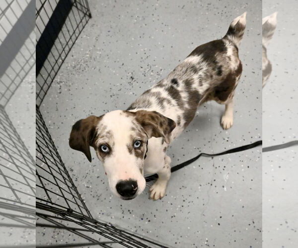 Medium Photo #11 Australian Shepherd-Unknown Mix Puppy For Sale in Wakefield, RI, USA